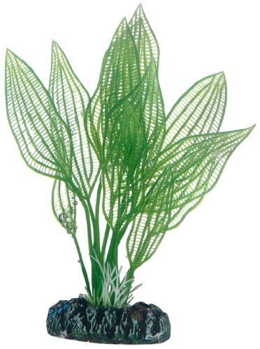 Hobby 51577 Aponogeton, 16 cm Hobby 51577 Aponogeton, 16 cm von Hobby