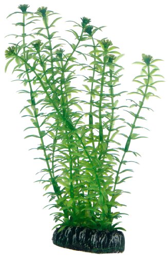 Hobby Lagarosiphon, 20 cm Hobby Lagarosiphon, 20 cm von Hobby