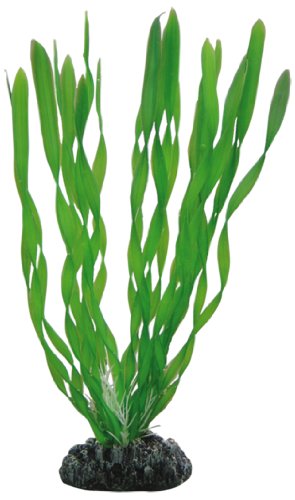 Hobby Vallisneria, 20 cm von Hobby