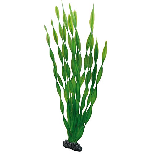 Hobby Vallisneria, 46 cm von Hobby