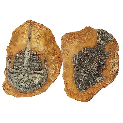 Hohopeti Landschaft Simulation Box Ornamente Gecko Decor Dekorative Terrarium Dekore für Home von Hohopeti
