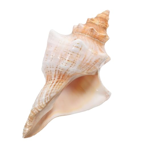 Holibanna Große Gestreifte Meeresschnecken Muscheln Natürliche Konchenschale Vielseitig als Vasenfüllung Hochzeitsdeko Strandparty Deko und Fotorequisite für Aquarium und Luftpflanzen Holibanna Große Gestreifte Meeresschnecken Muscheln Natürliche Konchenschale Vielseitig als Vasenfüllung Hochzeitsdeko Strandparty Deko und Fotorequisite für Aquarium und Luftpflanzen von Holibanna