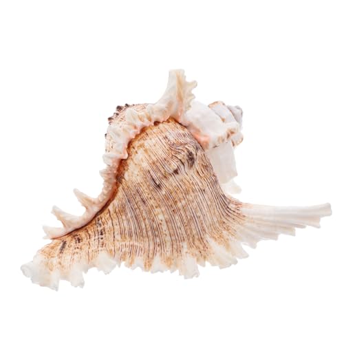 Holibanna Muschelschale Naturgroß Dekoration Strand Hochzeit Aquarium Innen Küste Fischbecken von Holibanna