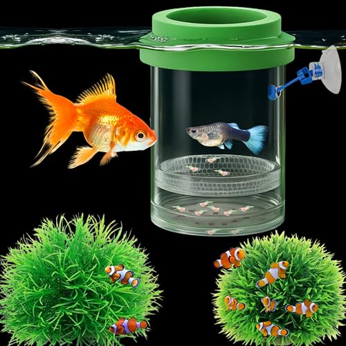 Betta Guppy Zuchtbox für Aquarien, Grün, M von Homedy Crafts