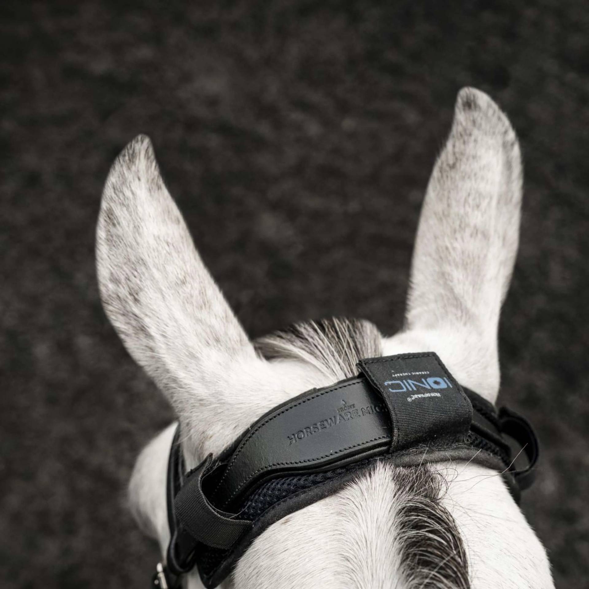Horseware Ionic Kopfstückschutz Black / One Size Horseware Ionic Kopfstückschutz Black / One Size von Horseware