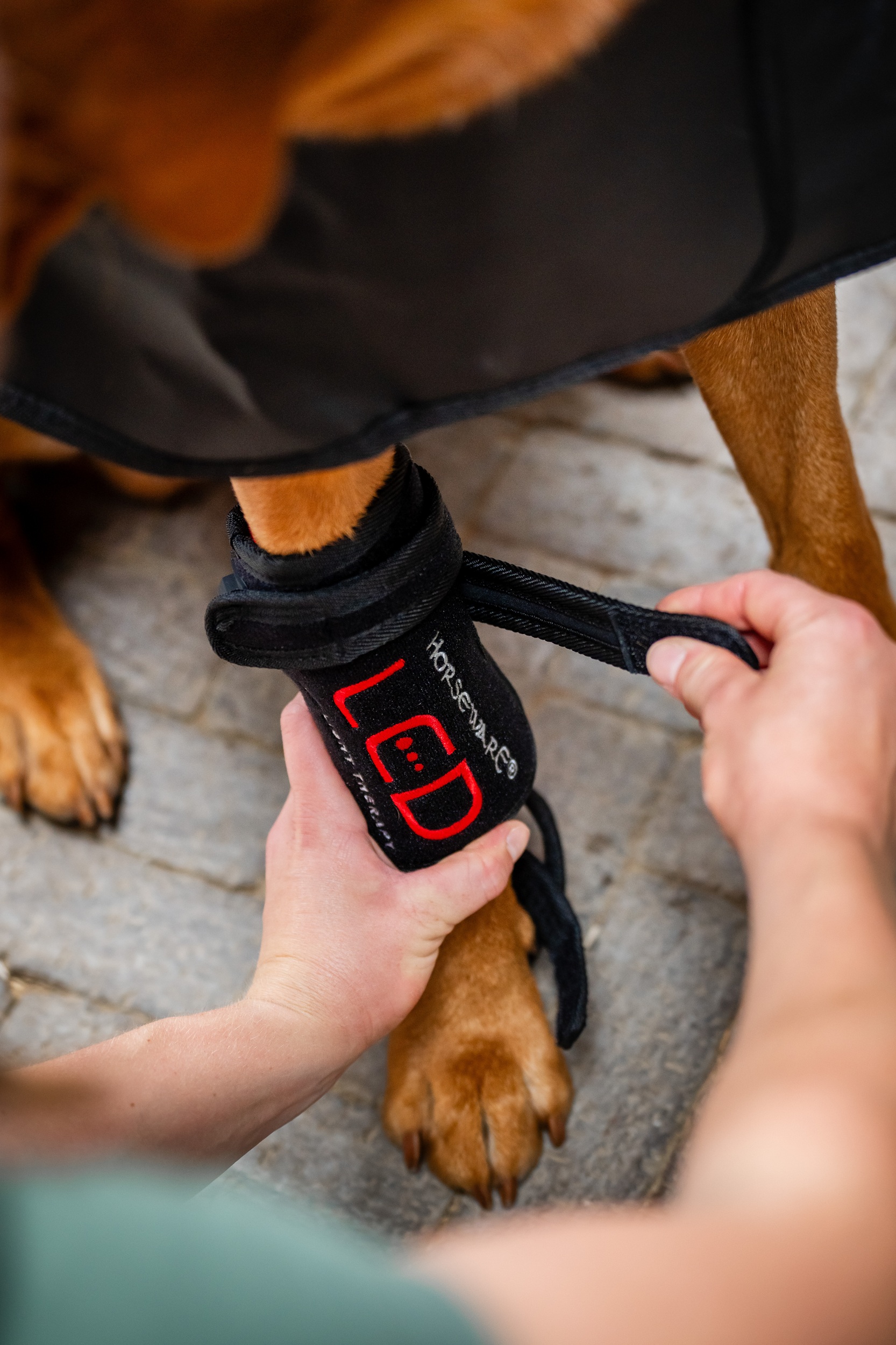 Horseware Led-Rotlicht-Therapie – Haustiergamasche Schwarz von Horseware