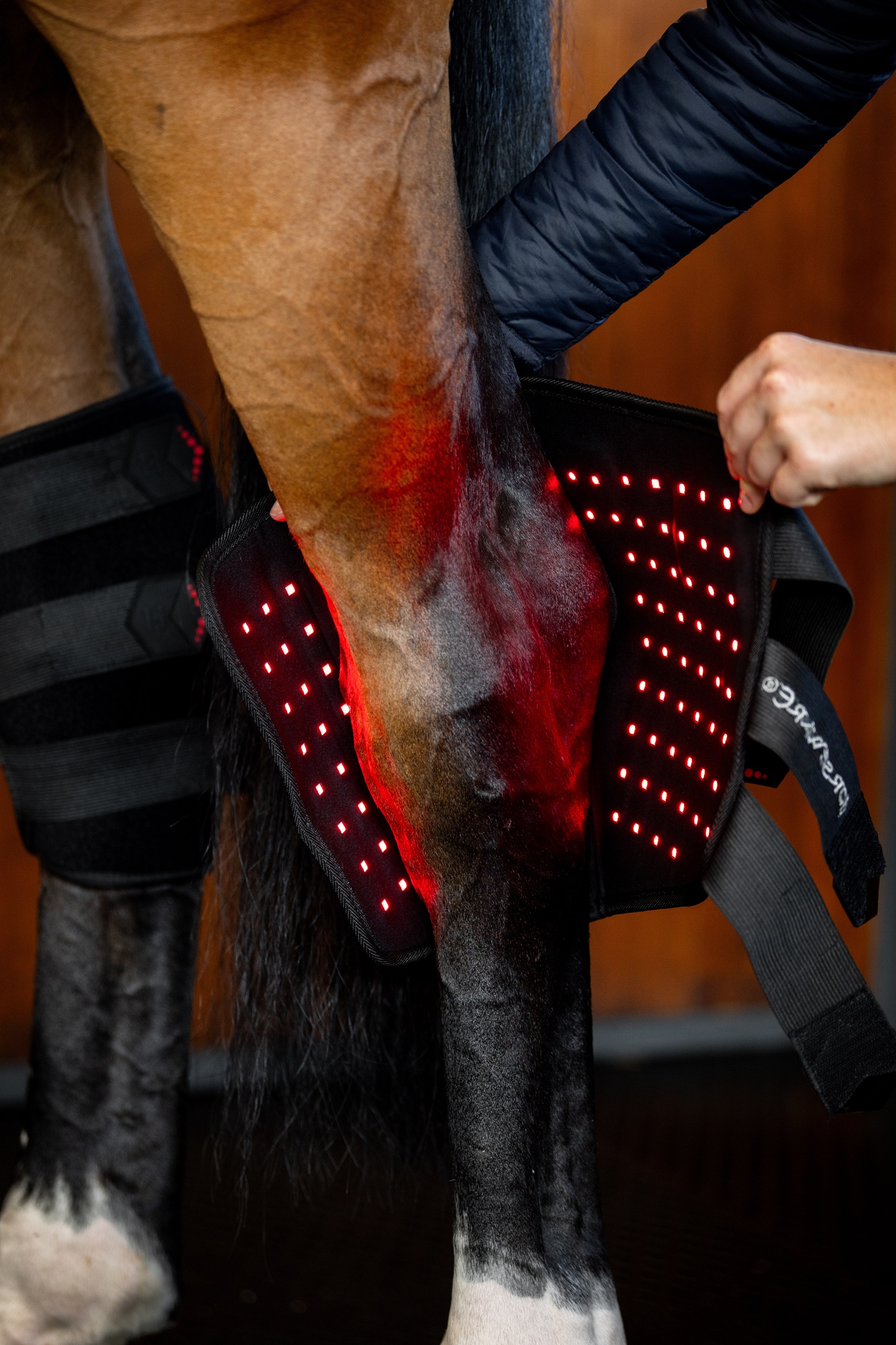 Horseware Led-Rotlicht-Therapie – Sprunggelenkgamasche Schwarz/ Rechts Horseware Led-Rotlicht-Therapie – Sprunggelenkgamasche Schwarz/ Rechts von Horseware