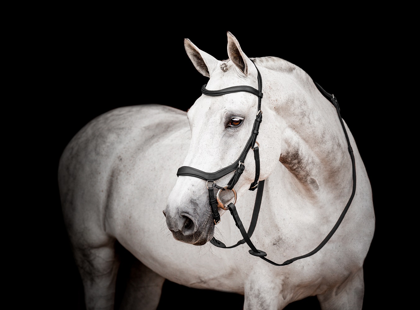 Horseware Micklem® Competition Bridle Schwarz, Gr. Cob (Vb) von Horseware