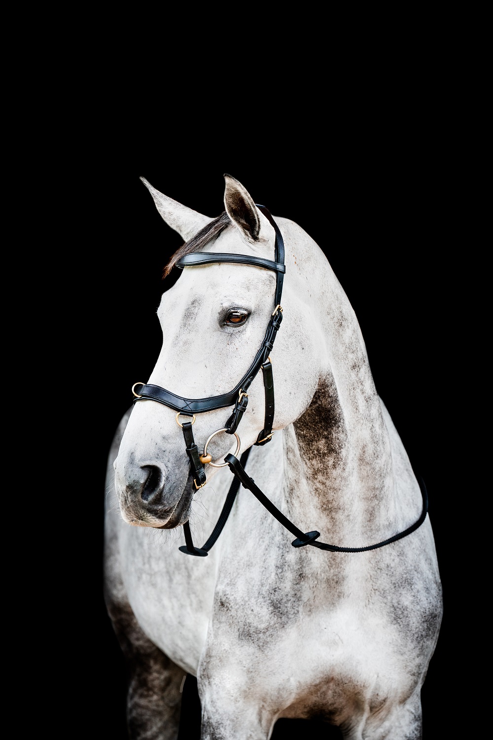 Horseware Micklem® Multi Bridle Schwarz, Gr. Full (Wb/standard horse) von Horseware