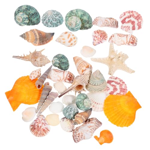 Housoutil 1 Natürliche Seestern-Muschelschale DIY Aquarium Dekoration Aquarium Dekoration Set Aquarium Dekoration Zubehör Ornament natürliche Muschel Aquarienmuscheln Hülse Dekorationen Housoutil 1 Natürliche Seestern-Muschelschale DIY Aquarium Dekoration Aquarium Dekoration Set Aquarium Dekoration Zubehör Ornament natürliche Muschel Aquarienmuscheln Hülse Dekorationen von Housoutil