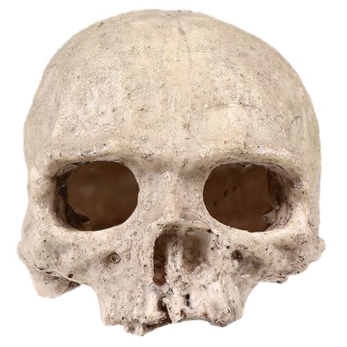 Housoutil 5st Totenkopfdekoration Aus Kunstharz Reptiliendekor Aquarium Versteckte Höhle Terrarium-schädel- Gefälschtes Skelettmodell Garnelen Unterschlupf Aquariumzubehör Housoutil 5st Totenkopfdekoration Aus Kunstharz Reptiliendekor Aquarium Versteckte Höhle Terrarium-schädel- Gefälschtes Skelettmodell Garnelen Unterschlupf Aquariumzubehör von Housoutil