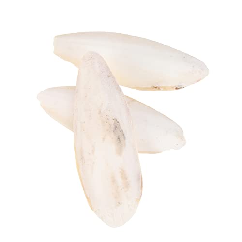 Housoutil 6 STK Sittich Sepia Backenzahnspielzeug Vogelspielzeug Für Sittiche Cuttlebone Molares Leckereien Für Vögel Papagei Cuttlebone Spielzeug Vogel Sepia Hamster Housoutil 6 STK Sittich Sepia Backenzahnspielzeug Vogelspielzeug Für Sittiche Cuttlebone Molares Leckereien Für Vögel Papagei Cuttlebone Spielzeug Vogel Sepia Hamster von Housoutil