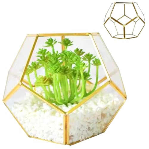 Glaspflanzenterrarium, Goldschweißpentagon Glass -Terrarium mit Tür, geometrische Geometrie für Farne, Sukkulenten, Pflanzen 7, 1 x 7, 5 Zoll Glaspflanzenterrarium, Goldschweißpentagon Glass -Terrarium mit Tür, geometrische Geometrie für Farne, Sukkulenten, Pflanzen 7, 1 x 7, 5 Zoll von Hperu