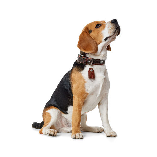 Hunter Hundehalsband - Größe 45 von Hunter