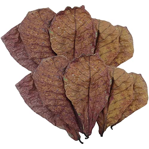 Betta Garnelenblätter – Betta Tank Leaves | Premium Catappa Indiian Mandelblätter | Betta Wasseraufbereiter Blätter | PH-Balance Wasseraufbereiter für Aquarium, Schildkrötenbecken, Fischtank für Betta Garnelenblätter – Betta Tank Leaves | Premium Catappa Indiian Mandelblätter | Betta Wasseraufbereiter Blätter | PH-Balance Wasseraufbereiter für Aquarium, Schildkrötenbecken, Fischtank für von Huyeruie