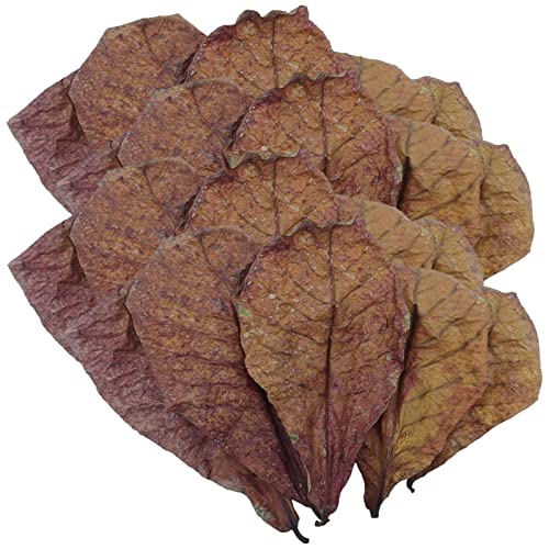 Betta Garnelenblätter – Betta Tank Leaves | Premium Catappa Indiian Mandelblätter | Betta Wasseraufbereiter Blätter | PH-Balance Wasseraufbereiter für Aquarium, Schildkrötenbecken, Fischtank für von Huyeruie
