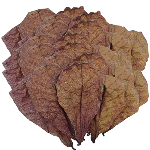 Betta Garnelenblätter – Betta Tank Leaves | Premium Catappa Indiian Mandelblätter | Betta Wasseraufbereiter Blätter | PH-Balance Wasseraufbereiter für Aquarium, Schildkrötenbecken, Fischtank für von Huyeruie