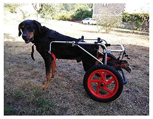 Hund Rollstuhl,Hunderollstuhl Hunderollwagen Gehhilfe,Passend für Haustier Cat Puppy Beagle Schaeferhund Lähmung Verletzt Hinterbeine Rehabilitation,Einstellbar,2 Räder 25kg (88lbs)- 55kg (121lbs) von Hwt