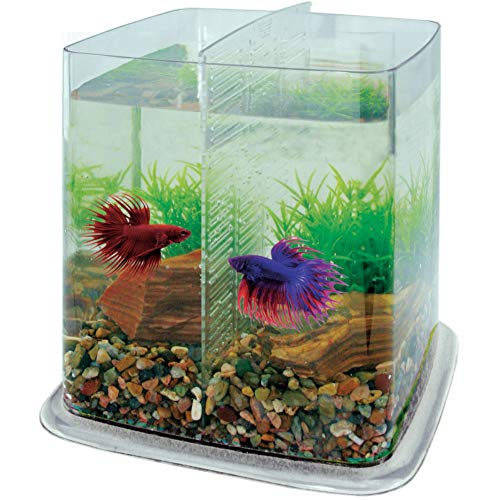 ICA pt073 a Bettera Betta Battle Paradise ICA pt073 a Bettera Betta Battle Paradise von ICA