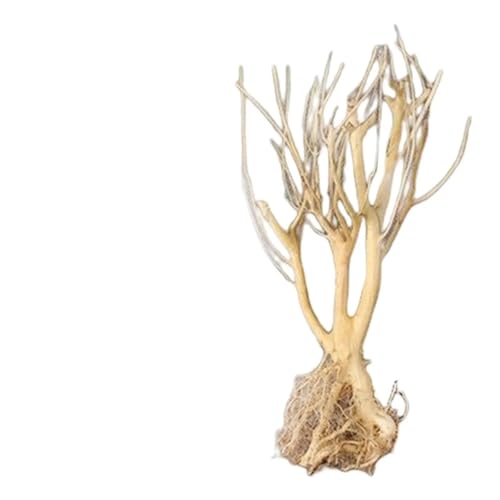 IKFGTJRE Aquarium Treibholz Treibholz Aquarium Baumstamm Holz Baum Zweig Süßwasser Ornament Reptil Zweige Terrarium Treibholz Tank Log Decor IKFGTJRE Aquarium Treibholz Treibholz Aquarium Baumstamm Holz Baum Zweig Süßwasser Ornament Reptil Zweige Terrarium Treibholz Tank Log Decor von IKFGTJRE