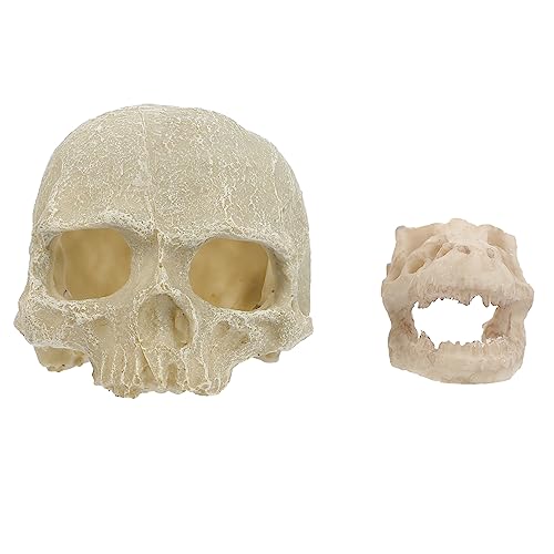 IMIKEYA 2Stücke Schädel Aquarium Dekoration Aus Harz Einzigartiges Tank Ornament Für Süßwassersichere Für Aquarien Und Schreibtische von IMIKEYA