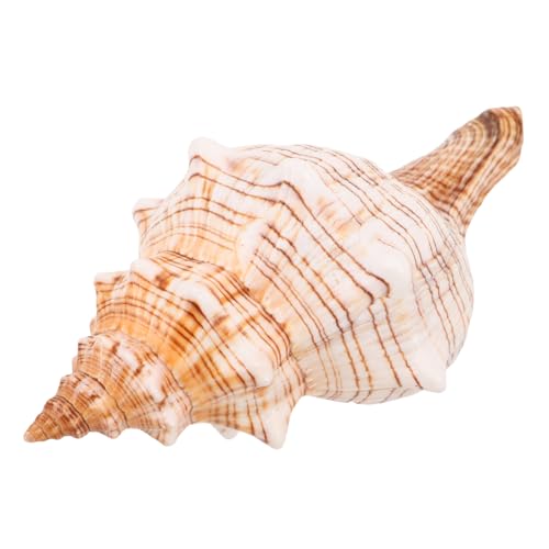 IMIKEYA Natürliche Meeresschnecke Muschel Buntes Meeresornament Langlebige Dekoration für Aquarium Vase Füller und Strandparty Küstenstil Tischdeko IMIKEYA Natürliche Meeresschnecke Muschel Buntes Meeresornament Langlebige Dekoration für Aquarium Vase Füller und Strandparty Küstenstil Tischdeko von IMIKEYA