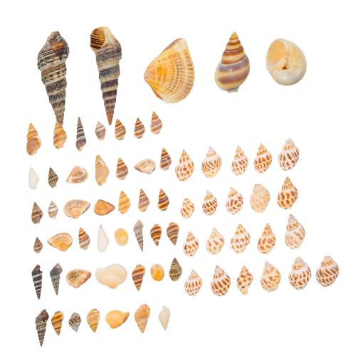 INOOMP 2 Boxen Natürliche Muscheldeko Boxen mit Meeres Schnecken für Aquarium Landschaftsdeko und DIY Vase Füllmaterial Geeignet für Süß Salzwasser Schützende Schneckenschalen für INOOMP 2 Boxen Natürliche Muscheldeko Boxen mit Meeres Schnecken für Aquarium Landschaftsdeko und DIY Vase Füllmaterial Geeignet für Süß Salzwasser Schützende Schneckenschalen für von INOOMP