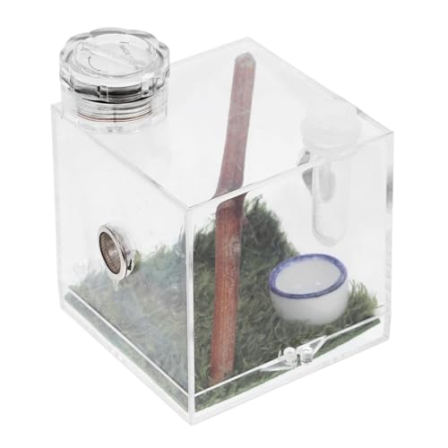 INOOMP 3Er-Box Springspinnen-Zuchtbox Micro-Habitat-Terrarien Springender Spinnenlebensraum Spinnenfutterbox Spinnenbeobachtungsbox gehäuse Minitiere Spinnenzubehör Spinnenhaus Keramik INOOMP 3Er-Box Springspinnen-Zuchtbox Micro-Habitat-Terrarien Springender Spinnenlebensraum Spinnenfutterbox Spinnenbeobachtungsbox gehäuse Minitiere Spinnenzubehör Spinnenhaus Keramik von INOOMP