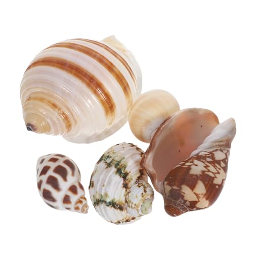 INOOMP 6 Stück Natürliche Muscheln Muschelschalen Zur Dekoration Von Aquarien – Einsiedlerkrebse Aquariumzubehör – Ornamente Für Die Unterwasserlandschaft INOOMP 6 Stück Natürliche Muscheln Muschelschalen Zur Dekoration Von Aquarien – Einsiedlerkrebse Aquariumzubehör – Ornamente Für Die Unterwasserlandschaft von INOOMP