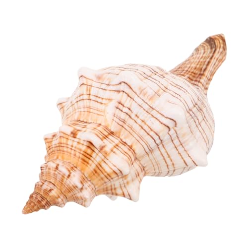 INOOMP Natürliche Große Meeresschnecke Fadebeständige Muschel-Dekoration für Aquarium und Küstenhaus Farbenfrohes Meeresornament als Küsten Tisch Party-Accessoire INOOMP Natürliche Große Meeresschnecke Fadebeständige Muschel-Dekoration für Aquarium und Küstenhaus Farbenfrohes Meeresornament als Küsten Tisch Party-Accessoire von INOOMP