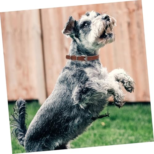 INOOMP Verstellbares Haustierhalsband aus Weichem Material Leichtes und Komfortables Hundehalsband für Kleine Hunde und Katzen Modisches Party-zubehör für Hochzeiten und Besondere Anlässe von INOOMP