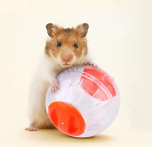Hamsterball, 12 cm, kleines Tier, Hamster, Runningball, Hamster, Übung, Ball aus Kunststoff, Hamster, Roll-Around, Mini-Ball zur Entlastung von Hamstern, Rennmäuse, langweilig und erhöht die Hamsterball, 12 cm, kleines Tier, Hamster, Runningball, Hamster, Übung, Ball aus Kunststoff, Hamster, Roll-Around, Mini-Ball zur Entlastung von Hamstern, Rennmäuse, langweilig und erhöht die von INPETS