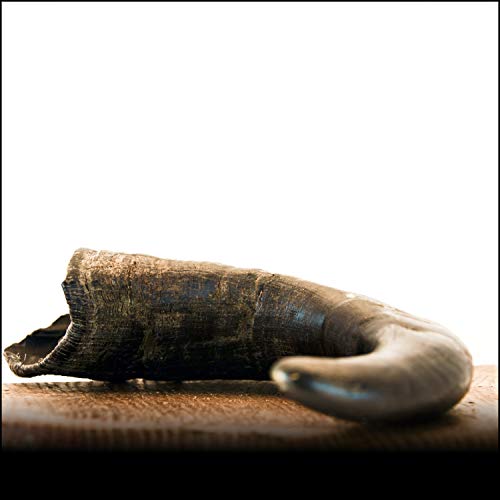 Büffelhorn L (400g+) - 1Stk. - von George & Bobs - von Import
