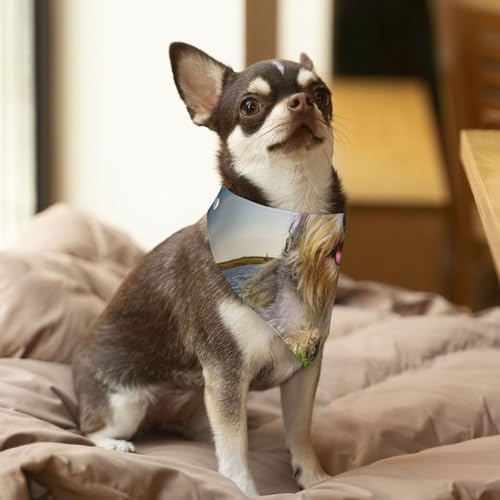 Schnauzer Rasen Haustiere Graue Hunde Chnauzer, Hundehalstücher, Baumwoll-Haustierschal, verstellbare Lätzchen für Haustiere,S Schnauzer Rasen Haustiere Graue Hunde Chnauzer, Hundehalstücher, Baumwoll-Haustierschal, verstellbare Lätzchen für Haustiere,S von InOmak