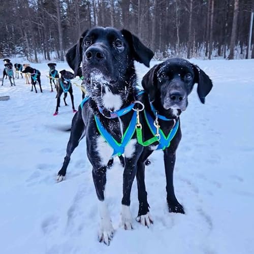 Inlandsis Halsband, 2 Hunde, Bronze, Canicross, Mushing Inlandsis Halsband, 2 Hunde, Bronze, Canicross, Mushing von Inlandsis