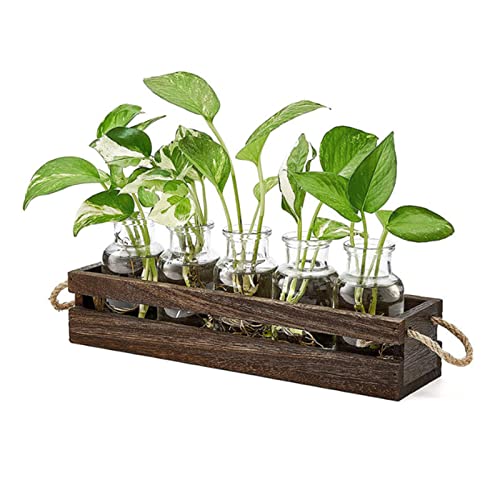 Ausbreitungsstationen mit Holzständer - Innjoii Glas Pflanzgefäße Doppelschicht mit 5 Glasflasche für Zimmerpflanzen, Retro-Pflanze Terrarium Desktop Vase Jar Geschenke Pflanzenliebhaber Hydroponic von Innjoii