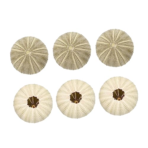 Ipetboom 6 Stück Seeigel Töpfe für Luftpflanzen Natürliche Deko für Aquarien und Kreative Pflanzgefäße aus Muscheln für Tisch und Bürodekoration Ipetboom 6 Stück Seeigel Töpfe für Luftpflanzen Natürliche Deko für Aquarien und Kreative Pflanzgefäße aus Muscheln für Tisch und Bürodekoration von Ipetboom