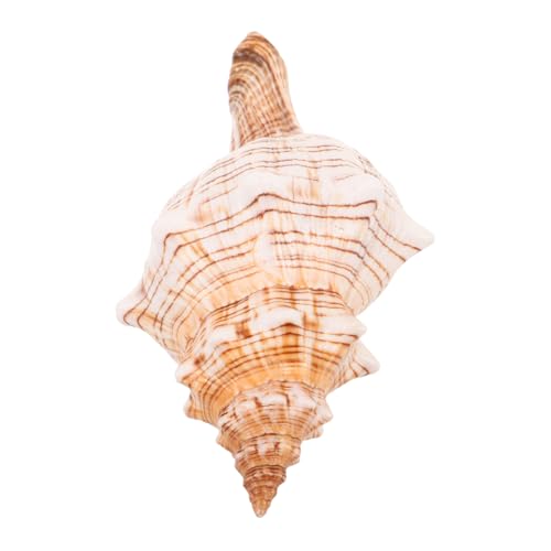 Ipetboom Natürliche Conch Muschel Faderesistente Dekoration für Aquarium und Meeresthema Vielseitiges Ornament für Basteln Strandpartys Hochzeit und Wohnraumgestaltung von Ipetboom