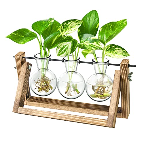 Ivolador Glasvase Flora, Desktop Hydroponik Glasvase, Glas Vase Verschiedene Größen mit Holz Halter für Hydrokultur, Pflanzen Home Garten Hochzeit Dekor Dekoration drinnen und draußen von Ivolador