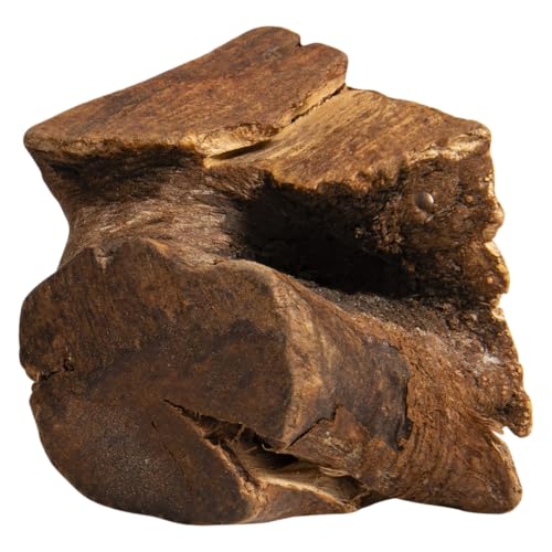 Jack UND VANILLE, 100% natürliche Baumwurzel, vielseitig in Aufguss und Abkochung, gesundheitliche Vorteile, ökologische Verpackung, kontrollierte Herkunft, Größe M, natürliche, All-Nature-Modell von JACK AND VANILLA