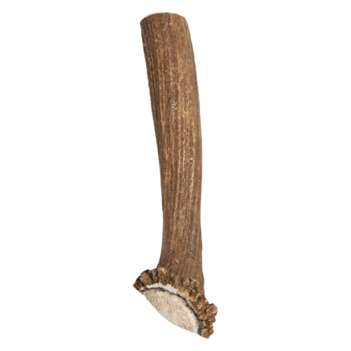 JACK AND VANILLA, natürliches gebrochenes Hirschholz für Hunde, langlebiges und gesundes Kauspielzeug, reich an Mineralien, ideal für die Zahngesundheit, Größe L, komplett naturbelassenes Modell JACK AND VANILLA, natürliches gebrochenes Hirschholz für Hunde, langlebiges und gesundes Kauspielzeug, reich an Mineralien, ideal für die Zahngesundheit, Größe L, komplett naturbelassenes Modell von JACK AND VANILLA