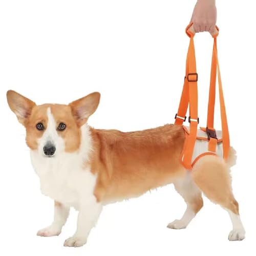Hundegeschirr für Hinterbeine | Gehhilfe bei Lähmung & Arthritis | Atmungsaktive Tragehilfe mit gepolstertem Bauchgurt | Für große/kleine Hunde (Orange) (L Taille 42-54cm Bein 27cm) von JACKANNA