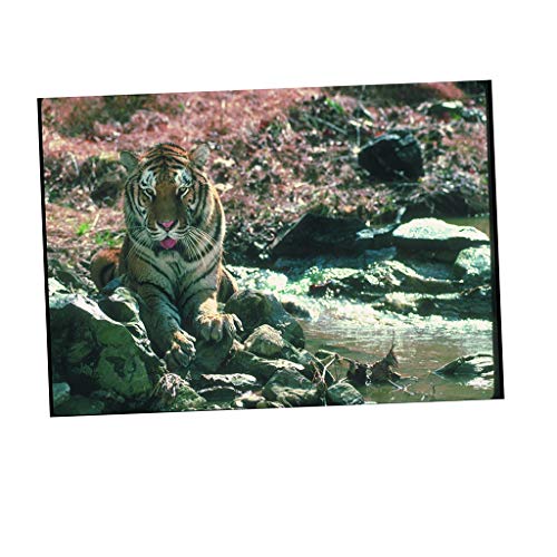 JISADER Aquarium 3D Hintergrund Aufkleber Aquarium Wanddekoration Malerei, Tiger, XS von JISADER