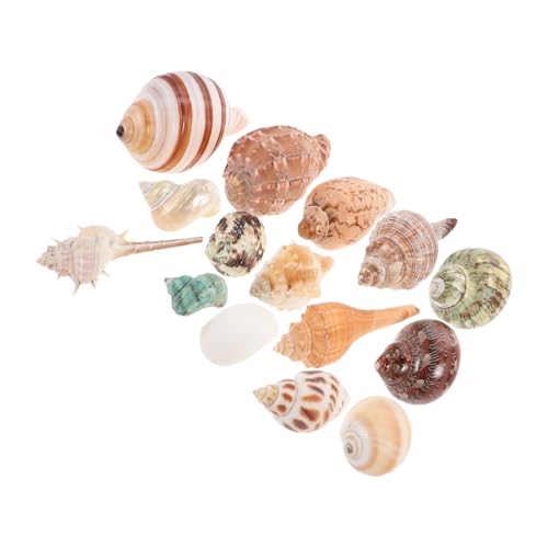 15 Stück Dekorative Muscheln Mischung aus Conch und Strandmuscheln für Aquarium Landschaftsornamente für Krabbenlebensräume und Fischtank Dekorationen von JOINPAYA