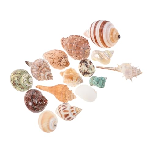 JOINPAYA 15 Stück Gemischte Strandmuscheln Bunte Natürliche Muscheln Küstenaquarium Zubehör Für Heimwerker Basteln Strand Stil Home Party Dekoration von JOINPAYA
