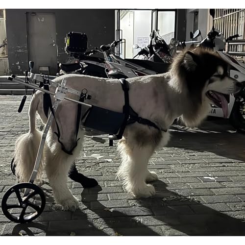 Rollstuhl für Hunde, Rollstuhl für mittelgroße und große Hunde, für Hinterbeine, Gehhilfe für gelähmte Hunde, Arthritis-Stütze, von JWQPAD