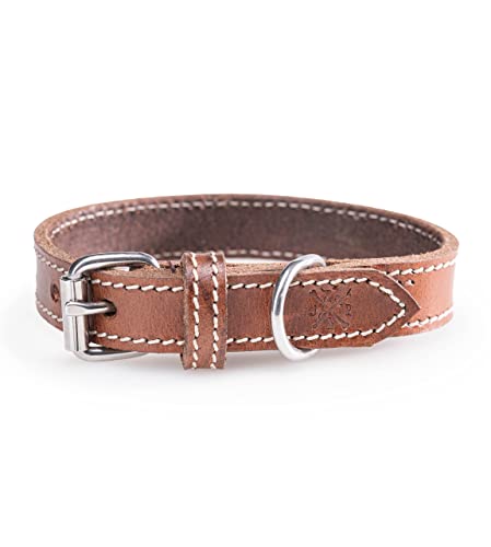 Hundehalsband aus Leder – Robustes & Elegantes Lederhalsband – Hunde Halsband für kleine & große Hunde Tom braun (M (31-40cm)) von Jack & Russell