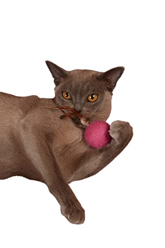 Japan Premium Pet Katzenspielzeug, Schafwolle Ball mit Vogelfedern, Magic Box für Katzen -Serie von Japan Premium Pet
