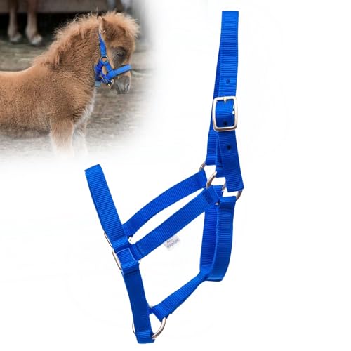 Jeffers Equine Mini-Pferdehalfter, 1,9 cm, Nylon, verstellbar, für Miniaturpferde, Ponys, unter 136 kg, robuste Hardware, sichere Passform für Training, Turnout, Fellpflege, Reisen, Königsblau Jeffers Equine Mini-Pferdehalfter, 1,9 cm, Nylon, verstellbar, für Miniaturpferde, Ponys, unter 136 kg, robuste Hardware, sichere Passform für Training, Turnout, Fellpflege, Reisen, Königsblau von Jeffers