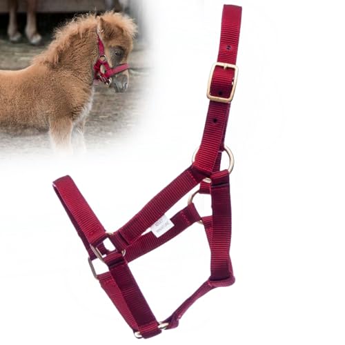Jeffers Equine Mini-Pferdehalfter, 1,9 cm, Nylon, verstellbar, für Miniaturpferde, Ponys, unter 90 kg, robuste Hardware, sichere Passform für Training, Turnout, Fellpflege, Reisen, Rot Jeffers Equine Mini-Pferdehalfter, 1,9 cm, Nylon, verstellbar, für Miniaturpferde, Ponys, unter 90 kg, robuste Hardware, sichere Passform für Training, Turnout, Fellpflege, Reisen, Rot von Jeffers